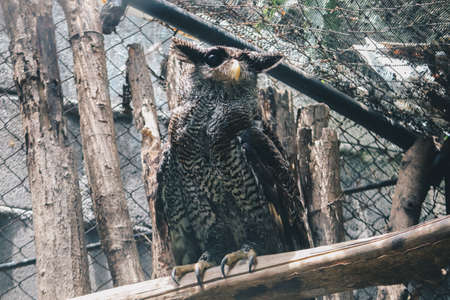 The barred eagle-owl (Bubo sumatranus), also called Beluk jampuk or Malay eagle-owl on the branchの写真素材