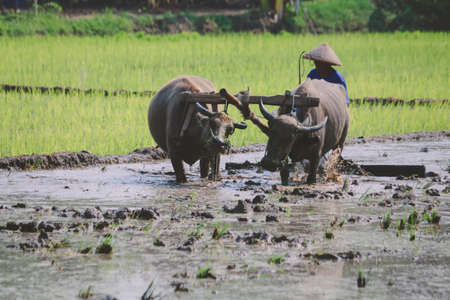 Farmer plowing paddy field with pair oxen or buffalo.の写真素材
