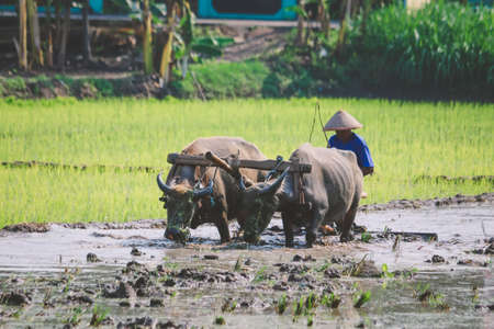 Farmer plowing paddy field with pair oxen or buffalo.の写真素材