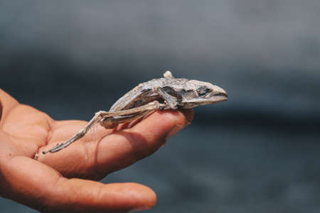 Dried dead frog showing its body skeleton on hand isolated on white.
