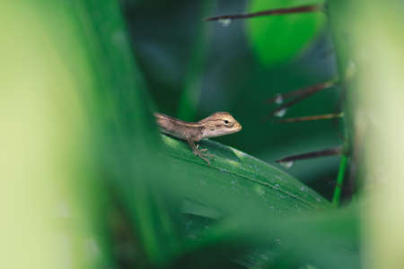 Baby Oriental Garden Lizard (Calotes versicolor) on the leaves. Found widely in Asian countries. camouflage garden lizards. Close up chameleon details.の写真素材