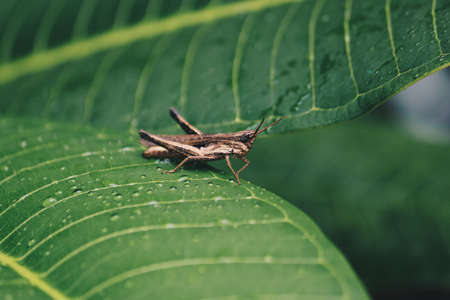 Brown grasshopper (Rufous grasshopper) on green leaves with water drops
