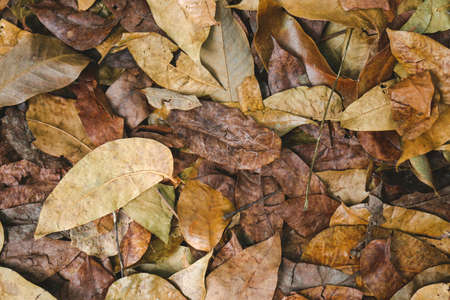 Hand hold yellow, golden brown, orange leaf in autumn or summer park against blue sky background.