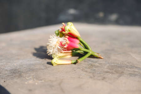 Cengkeh Or Clove As One Of Aromatherapy Herbs For Cigarette Ingredient.の写真素材