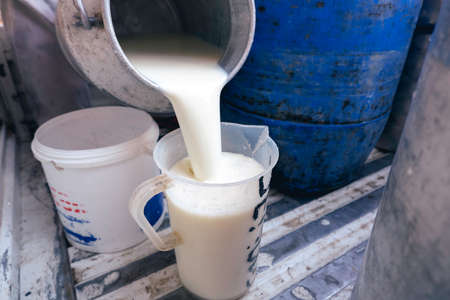 Farmer pouring raw milk from dairy farm into container for selling to industries or market.の写真素材