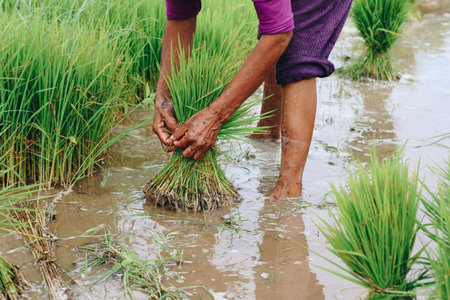 Asian farmer harvesting rice plant for transplant rice seedlings in the paddy field at countryside of Indonesia.の写真素材