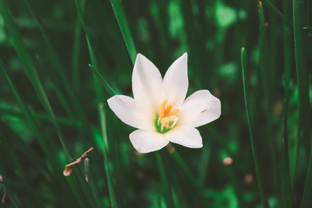 Zephyranthes Lily, White rain Lily is agenus of temperate and tropical plants in the Amaryllis family.の写真素材