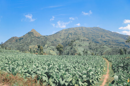 The view of Mount Sindoro and tobacco field with clear with blue sky.の写真素材