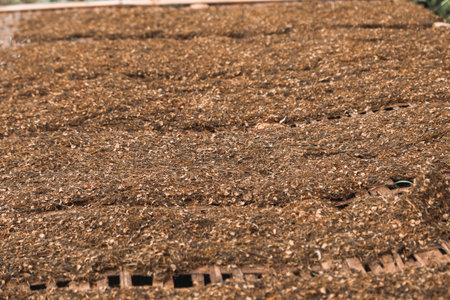 Chopped ripe tobacco leaves arranged on a woven bamboo to be dried in the sun to dry.の写真素材