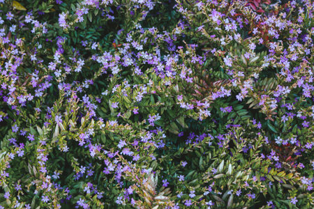 False heather or Elfin herb purple flower have blooming.