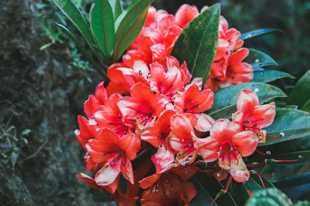 Blooming pink azalea flowers close-up in a botanical garden.の写真素材