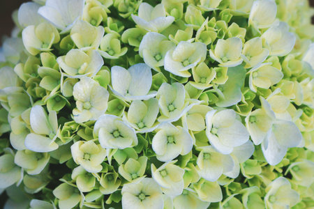 Green Hydrangea (Hydrangea macrophylla) or Hortensia flower or french hydrangea. Shallow depth of...