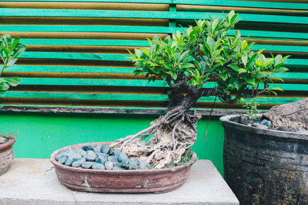 Bonsai coconut palm tree for home decoration.の写真素材