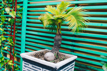 Bonsai coconut palm tree for home decoration.の写真素材