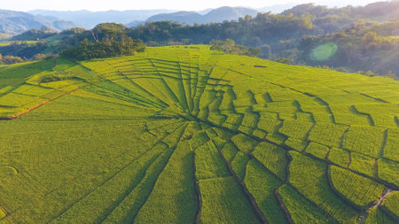 The sunlight is shining through clouds at spider rice field, Flores, Indonesiaの写真素材