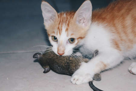 Kitten Cat playing and eat rat on the Groundの写真素材