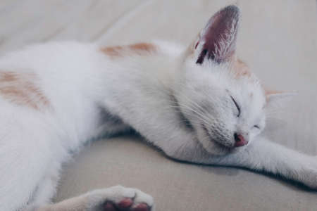 Cute little ginger kitten is sleeping on wooden floor