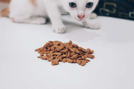Tabby Cat eats dry cat food from white floorの写真素材
