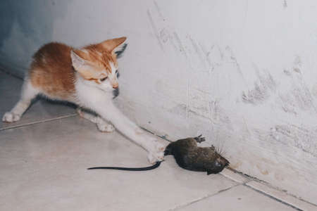 Kitten Cat playing and eat rat on the Groundの写真素材
