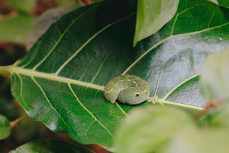 Oleander hawk-moth (Daphnis nerii, Sphingidae) caterpillar on green leaves. The fat green caterpillar with white stripes on the side. Big eyes.の写真素材