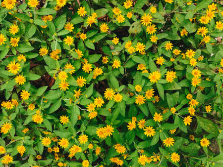 wild meadow yellow flowers for background.の写真素材