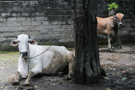 Ongole Crossbred cattle or Javanese Cow or White Cow or sapi peranakan ongole (PO) or Bos taurus is the largest cattle in Indonesia in traditional farm, Indonesia. Traditional livestock breeding.の写真素材