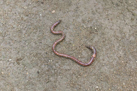 Earth worm close-up in a fresh wet earth, visible rings on the body of a worm