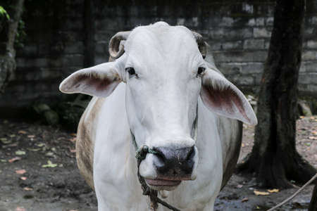 Ongole Crossbred cattle or Javanese Cow or White Cow or sapi peranakan ongole (PO) or Bos taurus is the largest cattle in Indonesia in traditional farm, Indonesia. Traditional livestock breeding.の写真素材