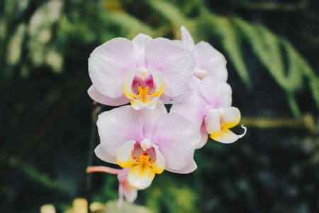Phalaenopsis Moth orchids , white and pink orchid.の写真素材