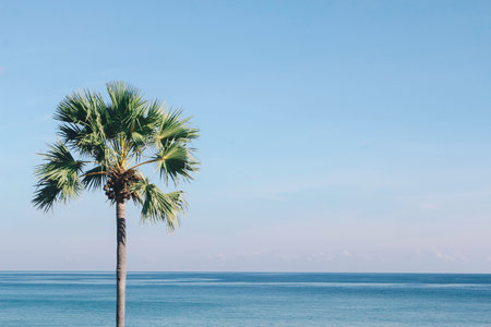Single Palm tree on beach in with clear blue sky at Rotel Island, Indonesia. Panoramic view.の写真素材