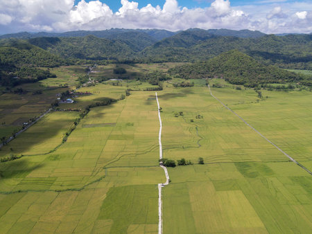 Aerial view of rice field with road in Pronosutan View, Kulon Progo, Yogyakartaの写真素材