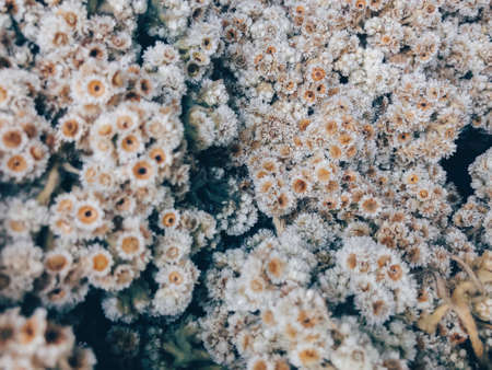 Close up shot of dried Javanese edelweiss, a flowering plant species endemic to Indonesia.の写真素材