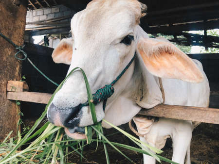 A white cow in the barn eating pastureの写真素材