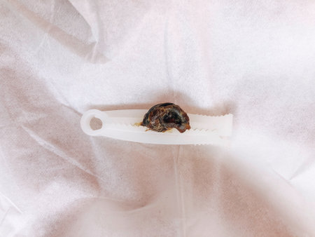 Dried Umbilical cord of baby girl, Umbilical cord in hand.