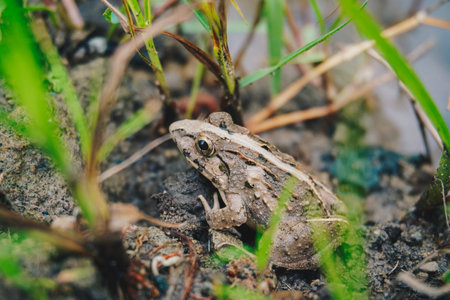 A photo of Fejervarya limnocharis or Asian grass frog or rice field frog
