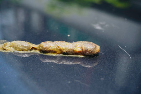 Cleaning up cat vomit - unpleasant task of pet ownershipの写真素材