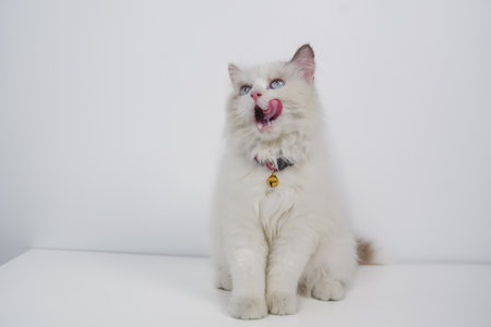 Studio portrait of a ragdoll cat licking her nose, sitting against a white backgroundの写真素材