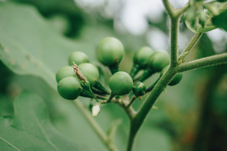 Solanum torvum (Turkey berry, rickly nightshade, shoo-shoo bush, wild eggplant, pea eggplant, pea aubergine, kantÉsi, konsusua) or commonly called pokak eggplant. the smallest eggplantの写真素材