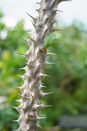 Close up image of thorns on Euphorbia or spurge flowering plant with nature background.の写真素材