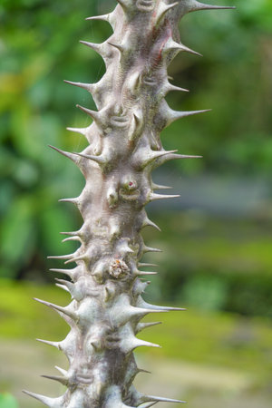 Close up image of thorns on Euphorbia or spurge flowering plant with nature background.の写真素材