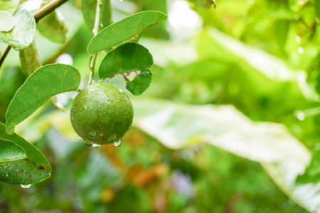Fresh green citrus fruit or lime hanging on a tree in an agricultural field on a morning day.の写真素材