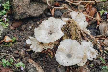 Photography of Picipes melanopus mushroom or fungi stuck in a tree branch. Nature photography concept.の写真素材