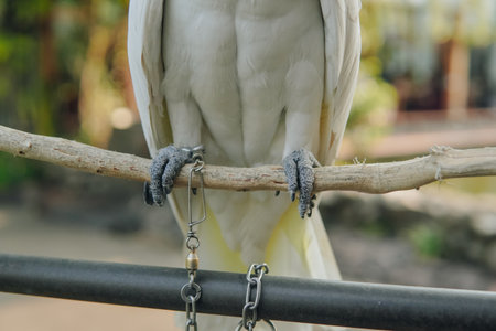 A white parrot is perched on a wooden branch. The bird has a chain around its feet, which is attached to a metal pole.の写真素材
