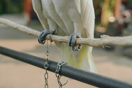 A white parrot is perched on a wooden branch. The bird has a chain around its feet, which is attached to a metal pole.の写真素材
