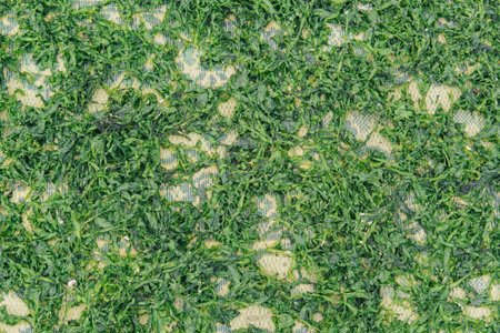 Close up portrait of a seaweed or edible green algae on the surface.