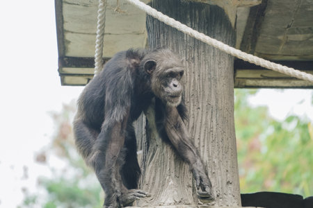 Chimpanzee (Pan troglodytes) with black fur is standing on a wooden platform.