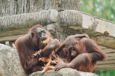 Two orangutans are sitting on a rock, spending their time with nature background.