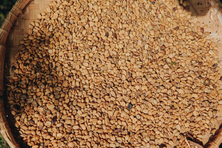 Indonesian Kopi Luwak or Civet Coffee is placed under sunlight to dry before washed, grind, and roasted.の写真素材