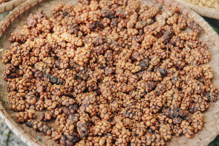 Indonesian Kopi Luwak or Civet Coffee is placed under sunlight to dry before washed, grind, and roasted.の写真素材