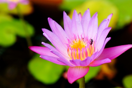 Close up of beautiful water lily                  の写真素材